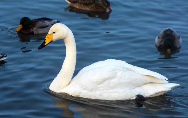 Какая максимальная высота полета птицы?