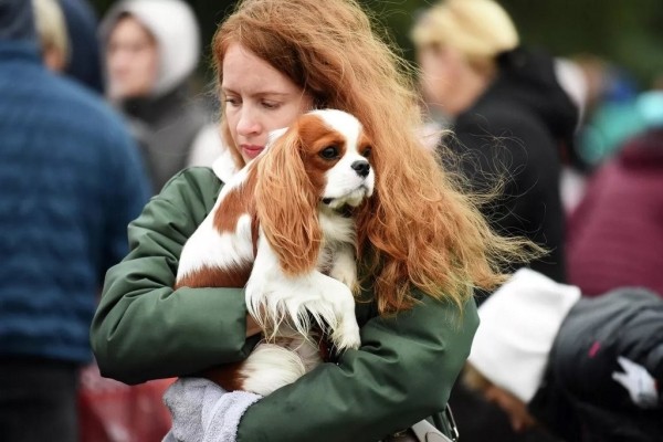 В Беларуси выбрали лучшую собаку