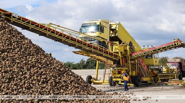 Жабинковский сахарный завод начинает переработку свеклы. Репортаж