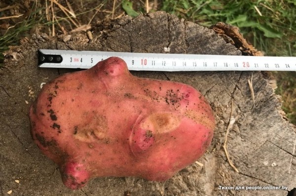 В Кобрине картошки сразу стараются расти размером с ведро. Чем еще удивляют белорусские овощи