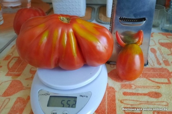 В Кобрине картошки сразу стараются расти размером с ведро. Чем еще удивляют белорусские овощи