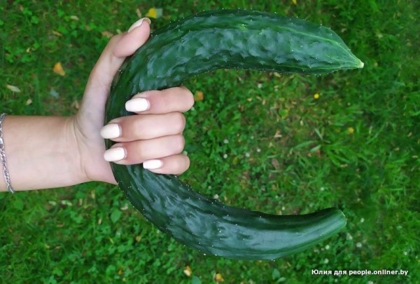 В Кобрине картошки сразу стараются расти размером с ведро. Чем еще удивляют белорусские овощи