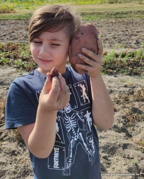 В Кобрине картошки сразу стараются расти размером с ведро. Чем еще удивляют белорусские овощи