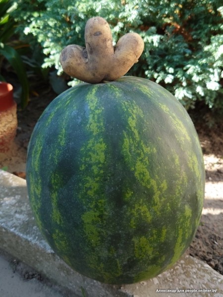 В Кобрине картошки сразу стараются расти размером с ведро. Чем еще удивляют белорусские овощи