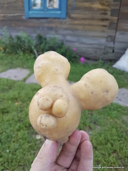 В Кобрине картошки сразу стараются расти размером с ведро. Чем еще удивляют белорусские овощи