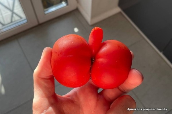 В Кобрине картошки сразу стараются расти размером с ведро. Чем еще удивляют белорусские овощи