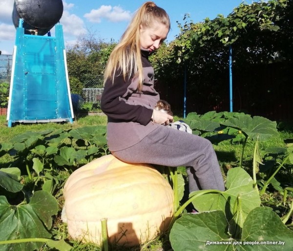 В Кобрине картошки сразу стараются расти размером с ведро. Чем еще удивляют белорусские овощи