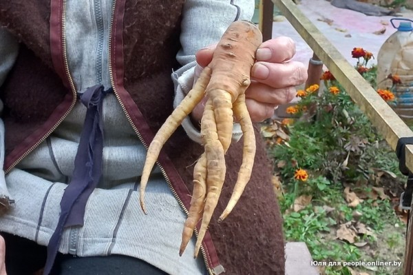 В Кобрине картошки сразу стараются расти размером с ведро. Чем еще удивляют белорусские овощи