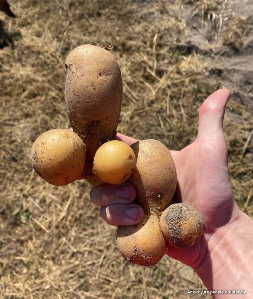 В Кобрине картошки сразу стараются расти размером с ведро. Чем еще удивляют белорусские овощи