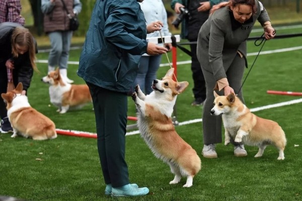 В Беларуси выбрали лучшую собаку