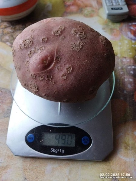 В Кобрине картошки сразу стараются расти размером с ведро. Чем еще удивляют белорусские овощи