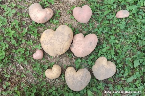 В Кобрине картошки сразу стараются расти размером с ведро. Чем еще удивляют белорусские овощи