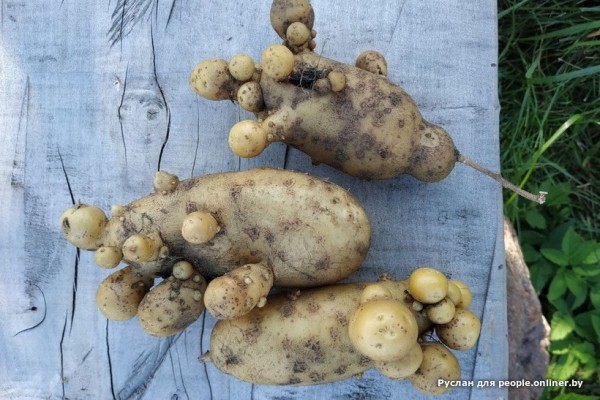 В Кобрине картошки сразу стараются расти размером с ведро. Чем еще удивляют белорусские овощи