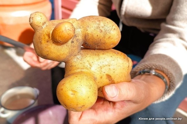 В Кобрине картошки сразу стараются расти размером с ведро. Чем еще удивляют белорусские овощи