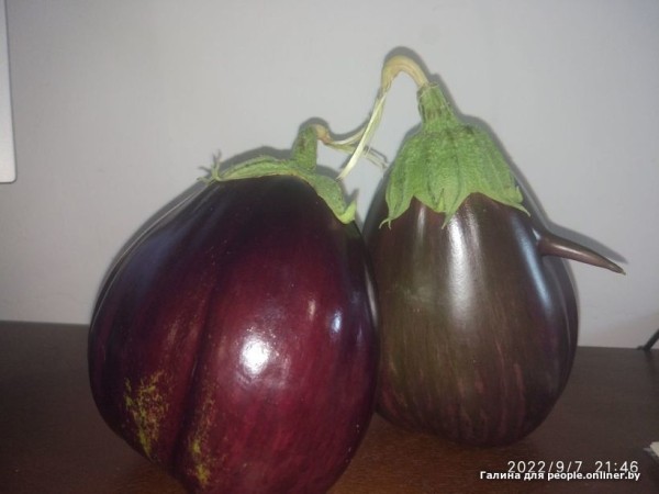 В Кобрине картошки сразу стараются расти размером с ведро. Чем еще удивляют белорусские овощи