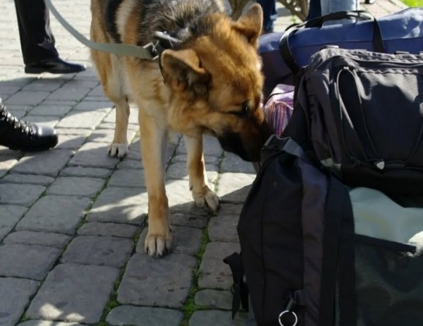 На границе в Бресте собака среагировала на пассажира автобуса. Что у него нашли? На границе в Бресте собака среагировала на пассажира автобуса. Что у него нашли?