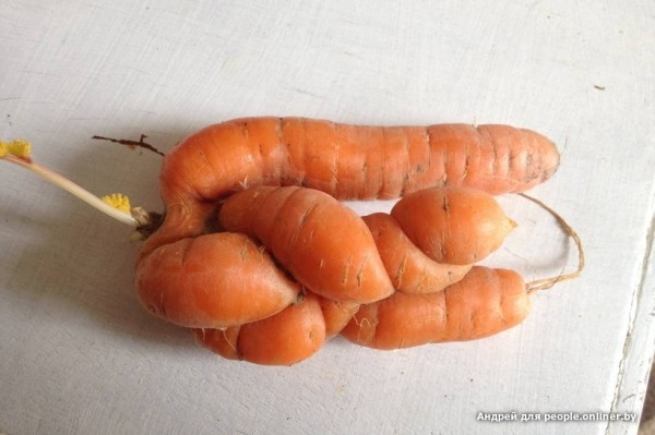 В Кобрине картошки сразу стараются расти размером с ведро. Чем еще удивляют белорусские овощи