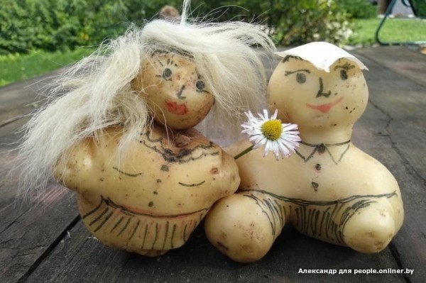 В Кобрине картошки сразу стараются расти размером с ведро. Чем еще удивляют белорусские овощи