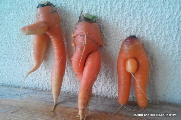 В Кобрине картошки сразу стараются расти размером с ведро. Чем еще удивляют белорусские овощи