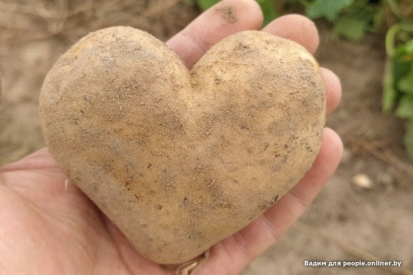 В Кобрине картошки сразу стараются расти размером с ведро. Чем еще удивляют белорусские овощи