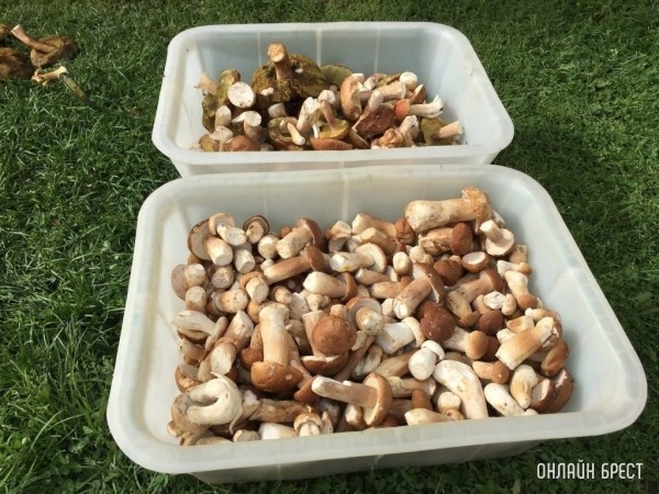 Так нужно ли платить налог с продажи грибов и ягод? Так нужно ли платить налог с продажи грибов и ягод?