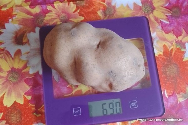 В Кобрине картошки сразу стараются расти размером с ведро. Чем еще удивляют белорусские овощи