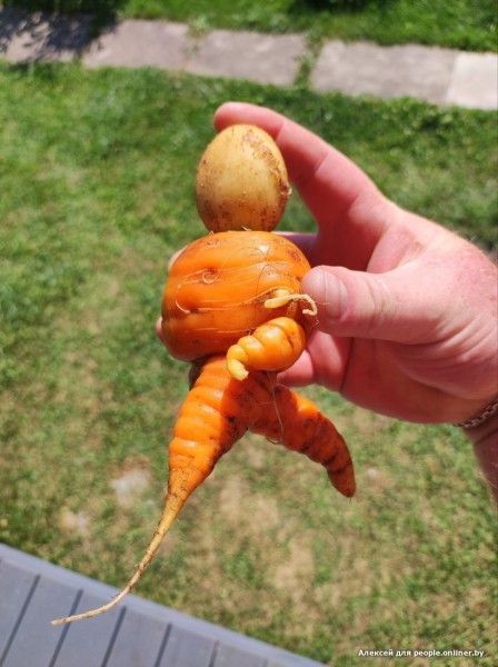 В Кобрине картошки сразу стараются расти размером с ведро. Чем еще удивляют белорусские овощи