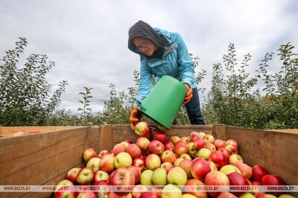 Студенты брестских университетов помогают убирать урожай яблок в ОАО «Остромечево» в Брестском районе. Сколько им платят?