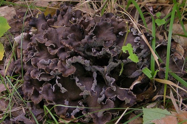 Странные грибы Беларуси. Можно ли их есть и что за это будет? Странные грибы Беларуси. Можно ли их есть и что за это будет?