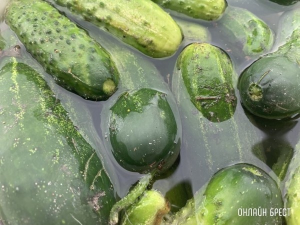 Сколько можно выручить денег, продав урожай государству?