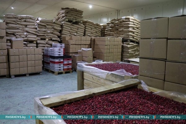 Как в Пинском районе убирают клюкву. Фото и подробности Как в Пинском районе убирают клюкву. Фото и подробности