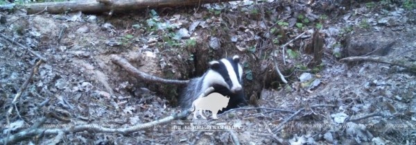 «Подсмотрено». Осенняя жизнь барсуков в Беловежской пуще «Подсмотрено». Осенняя жизнь барсуков в Беловежской пуще