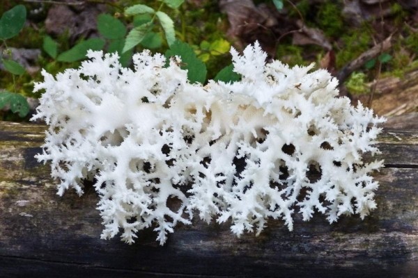 Странные грибы Беларуси. Можно ли их есть и что за это будет? Странные грибы Беларуси. Можно ли их есть и что за это будет?