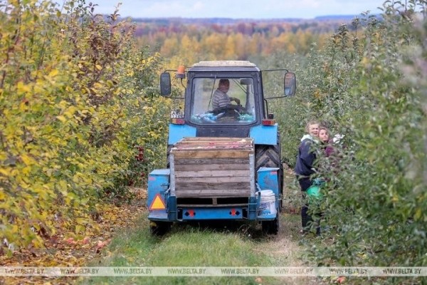 Студенты брестских университетов помогают убирать урожай яблок в ОАО «Остромечево» в Брестском районе. Сколько им платят?