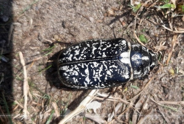 Мраморного хруща впервые обнаружили в Беловежской пуще Мраморного хруща впервые обнаружили в Беловежской пуще