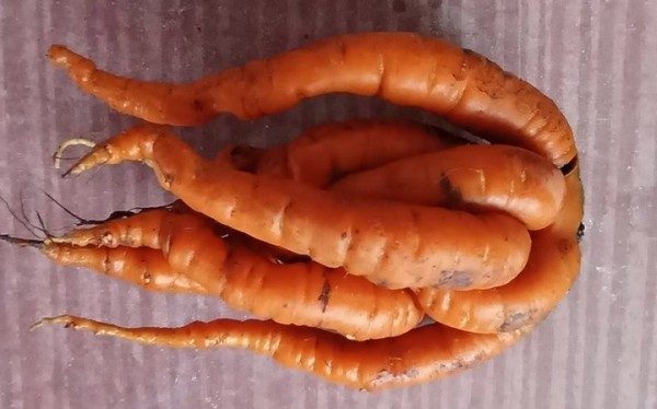 Удивительная морковь выросла у жительницы Барановичей Удивительная морковь выросла у жительницы Барановичей