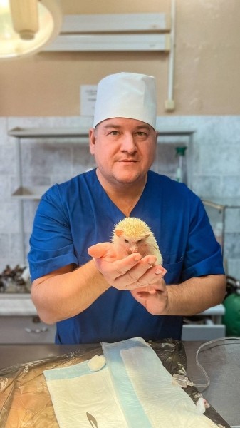 В Беларуси прооперировали домашнего ежа