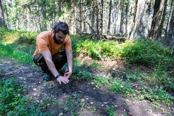 Беларусь наводняют медведи или это утка? Разбираемся, не опасно ли сейчас ходить по лесам Беларусь наводняют медведи или это утка? Разбираемся, не опасно ли сейчас ходить по лесам