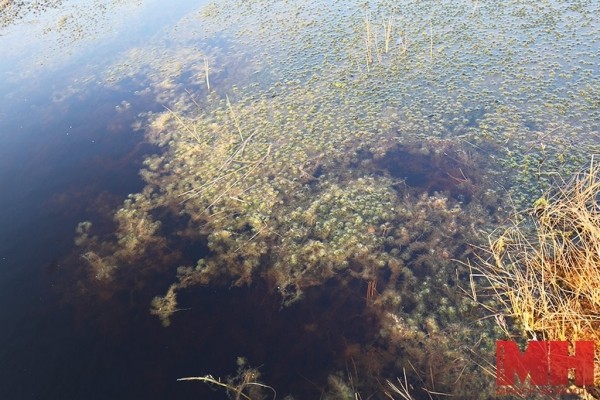 А вы знали, что в Беларуси есть места, похожие на тундру? Где их искать