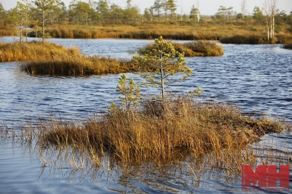 А вы знали, что в Беларуси есть места, похожие на тундру? Где их искать