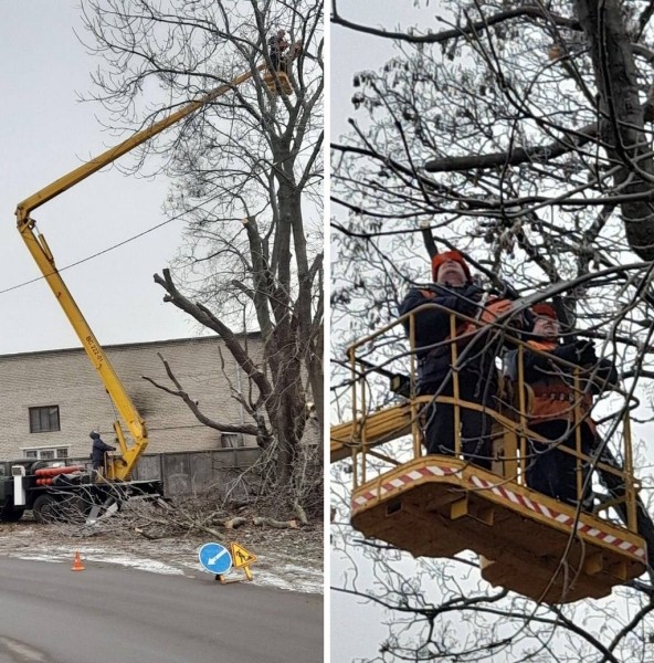 Более 2 тысяч аварийных деревьев спилили в Бресте в 2022 году Более 2 тысяч аварийных деревьев спилили в Бресте в 2022 году