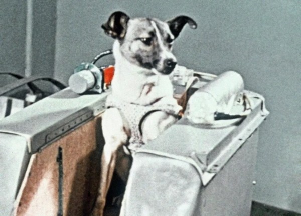 История самой одинокой и несчастной собаки в мире История самой одинокой и несчастной собаки в мире