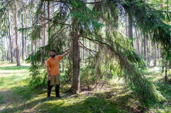 Беларусь наводняют медведи или это утка? Разбираемся, не опасно ли сейчас ходить по лесам Беларусь наводняют медведи или это утка? Разбираемся, не опасно ли сейчас ходить по лесам