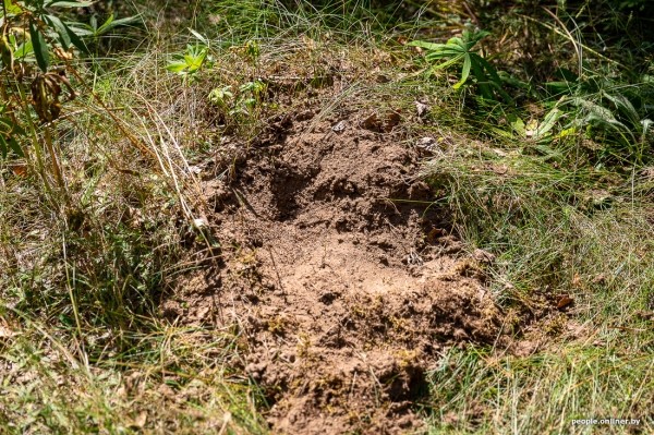 Беларусь наводняют медведи или это утка? Разбираемся, не опасно ли сейчас ходить по лесам Беларусь наводняют медведи или это утка? Разбираемся, не опасно ли сейчас ходить по лесам