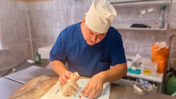 В Беларуси прооперировали домашнего ежа