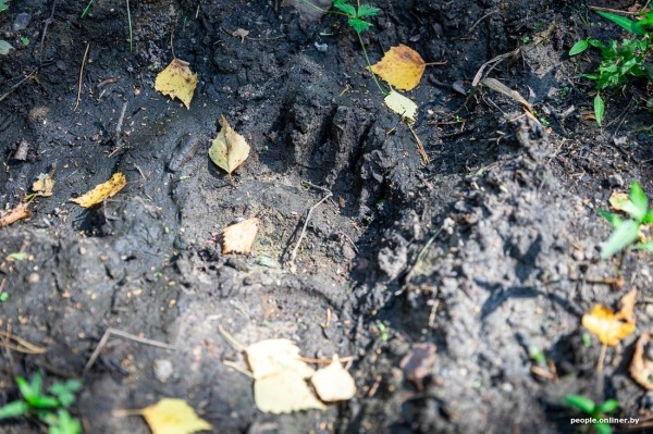 Беларусь наводняют медведи или это утка? Разбираемся, не опасно ли сейчас ходить по лесам Беларусь наводняют медведи или это утка? Разбираемся, не опасно ли сейчас ходить по лесам