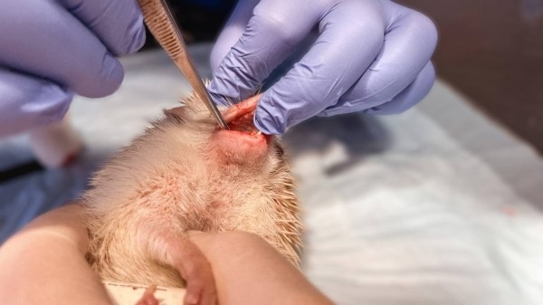 В Беларуси прооперировали домашнего ежа