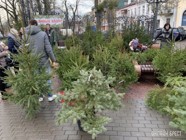 Около 20 тысяч новогодних елок планируют продать в Брестской области Около 20 тысяч новогодних елок планируют продать в Брестской области