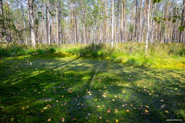 Беларусь наводняют медведи или это утка? Разбираемся, не опасно ли сейчас ходить по лесам Беларусь наводняют медведи или это утка? Разбираемся, не опасно ли сейчас ходить по лесам