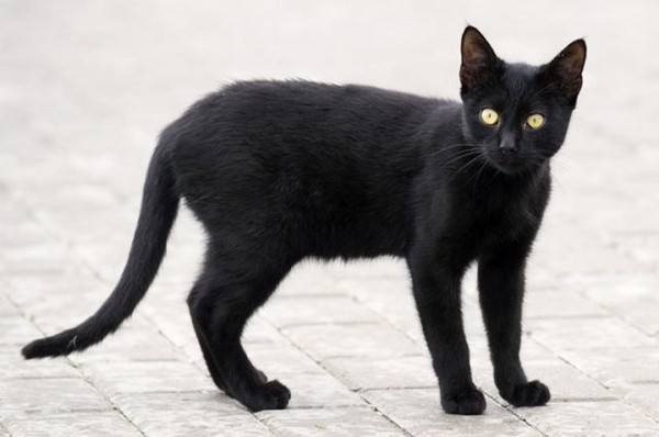 Житель Брестской области: почему люди верят в приметы, хотя это научно не доказано?